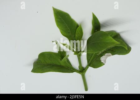 Gelsomino selvatico foglia di abete rosso fresco con fondo bianco Foto Stock