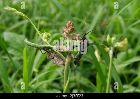 Panoramica di un bug di squash nero e grigio. Coreus marginatus Foto Stock