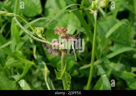 Panoramica di un bug di squash nero e grigio. Coreus marginatus Foto Stock