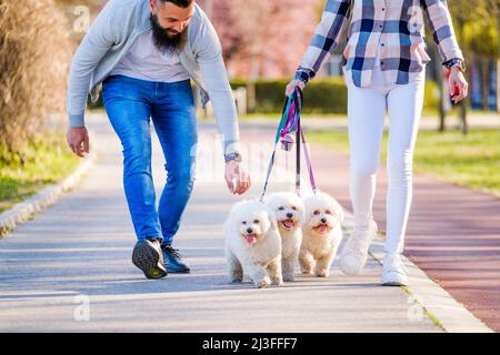 White Bichon Frise cani a piedi accanto ai suoi proprietari in giornata di sole. Foto Stock