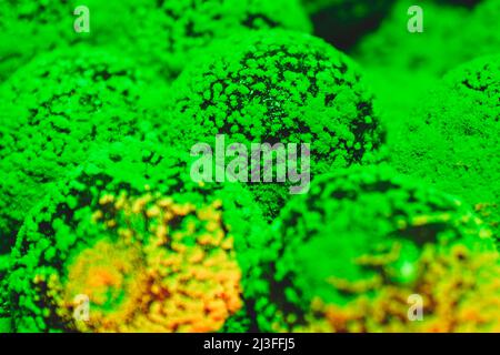 Mold Cherry macro in luce verde Foto Stock