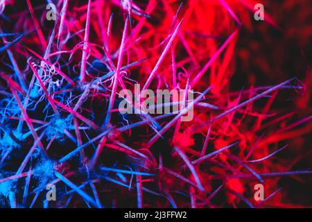 Aghi macro catus in luce blu rossa Foto Stock