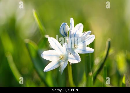 I giacinti stellari comuni sono i primi fiorini che araldo primavera. Fioriscono al tempo di Pasqua. Il fiore si trova nel parco, nella foresta e nel giardino. Bello Foto Stock