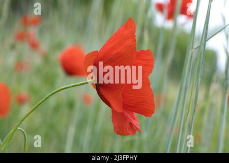 sorseggia papaveri in un prato estivo. spruzzi di colore rosso. i delicati petali isolati. Fiori foto. Foto della natura Foto Stock