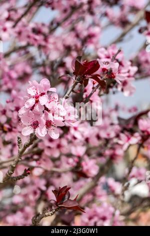 Fiori rosa di una fioritura Prunus cerasifera Pissardi Plum tree closeup su uno sfondo sfocato Foto Stock