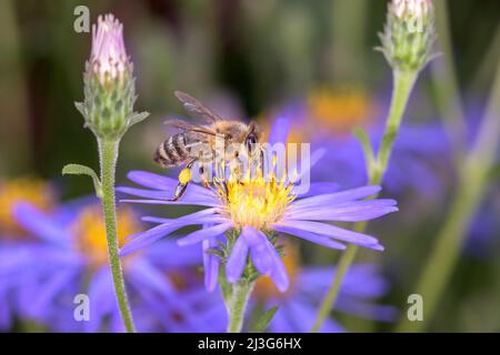 Ape - Apis mellifera - Pollinates Rice Button Aster o Bushy Aster - Aster Domusus Foto Stock