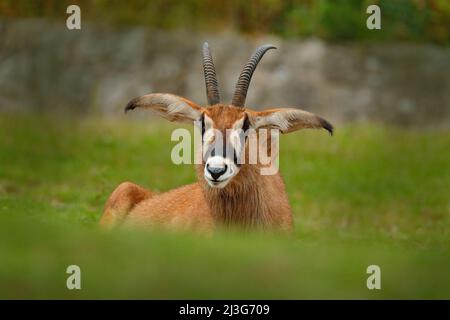 Roan antelope, Ippocastragus equinus, antilope savana trovato in Africa occidentale, centrale, orientale e meridionale. Ritratto di dettaglio di antilope, testa con grandi orecchie Foto Stock