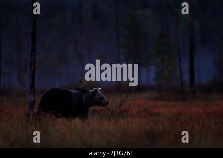 Notte natura Orso nascosto nella foresta. Alberi d'autunno con orso. Bellissimo orso bruno che cammina intorno al lago con colori autunnali. Animale pericoloso, nebbia scura woo Foto Stock