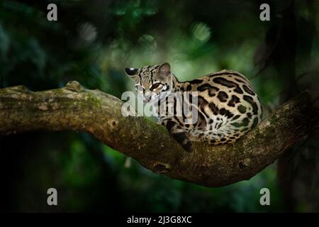 Margay, Leopardis wiedii, bel gatto seduto sul ramo nella foresta tropicale, America Centrale. Scena faunistica dalla natura tropicale. Viaggiando Foto Stock