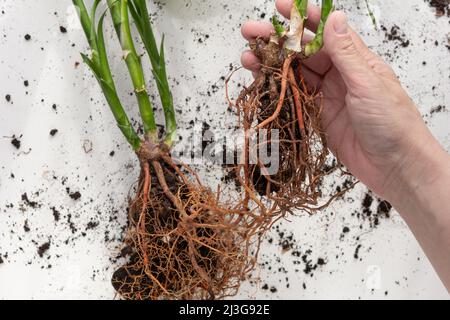 Vista dall'alto di Dracena Sandera donna in mano moltiplicata per la divisione delle radici per trapiantare su sfondo bianco Foto Stock