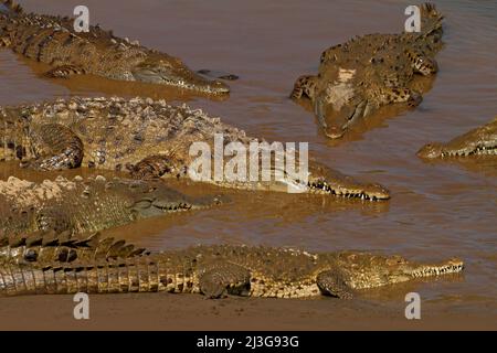 Coccodrillo americano, Crocodylus acutus, tre animali nell'acqua del fiume. Fauna selvatica scena dalla natura. Coccodrilli dal fiume Tarcoles, Costa Rica. Dange Foto Stock