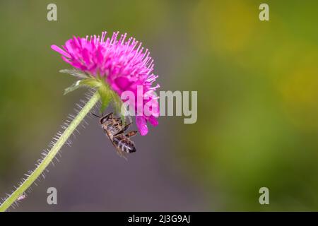 Ape - Apis mellifera - impollina un fiore del campo scabious - Knautia arvensis. Knautia arvensis, comunemente noto come campo scabious, è un herbac Foto Stock