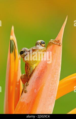 Rana nella natura tropicale foresta habitat. Costa Rica. Animale raro dall'America Centrale. Rana nella foresta. Rana tropicale Stauffers Treefrog, Scinax sta Foto Stock