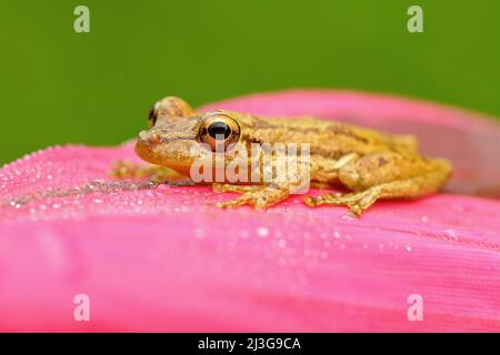 Piccola rana tropicale Stauffers Treefrog, Scenax staufferi, seduta sulle foglie rosa. Rana nella natura tropicale foresta habitat. Costa Rica. Animale raro Foto Stock