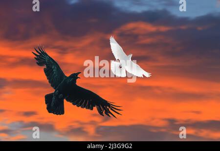 corvo nero che insegue una colomba bianca Foto Stock