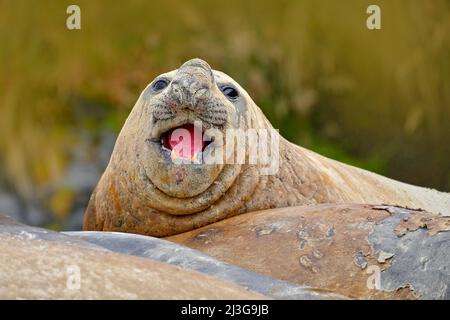 Sigillo sulla spiaggia di sabbia. Sigillo dell'elefante con buccia staccata dalla pelle. Grande animale marino nell'habitat naturale delle Isole Falkland. Elefante sigillo nella natura. Detai Foto Stock