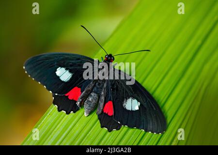 Farfalla nella foresta verde. Insetto bello seduto sul congedo. Farfalla da Panama. Natura nella foresta tropicale. Bella farfalla Parides lycimenes Foto Stock