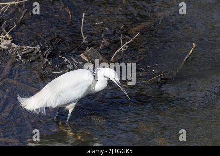 Piccola egretta (Egretta garzetta) stagione primaverile puro bianco piumaggio testa plumes lungo collo pugnale come nero punta becco lungo nero gambe giallo piedi Foto Stock