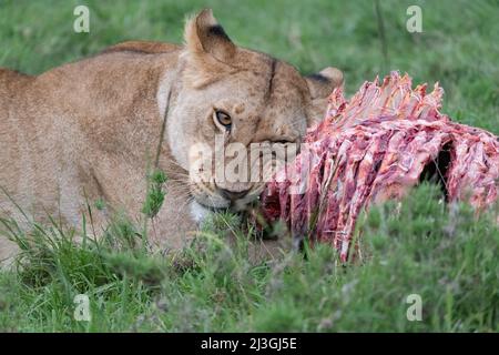 Masticazione singola senza leoni su una cremagliera di costole che giace nell'erba nel Masai Mara, Kenya Foto Stock