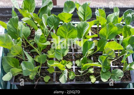 Cavoli o piantine di Brassica che crescono in vaschette di otturamento Foto Stock