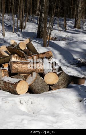 Mucchio di legna da ardere grande nel mezzo di una foresta innevata illuminata dal sole Foto Stock