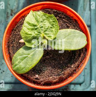 Cetrioli pianta pianta pianta pianta che cresce in 3 pollice pentole Foto Stock