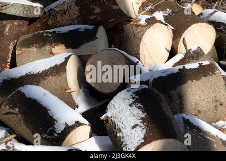 Grandi ceppi di alberi per la produzione di legna da ardere coperta di neve in un giorno di marzo Foto Stock