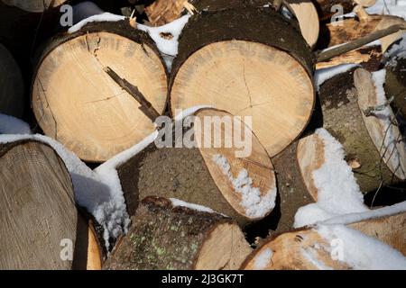 Tronchi di legno per la cottura di legna da ardere con albero-ring visibile da vicino Foto Stock