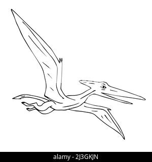 Vettore nero disegno a mano disegno schizzo volo pterodactil dinosauro isolato su sfondo bianco Illustrazione Vettoriale