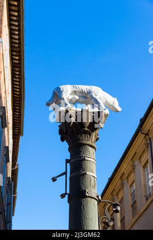 Siena, Toscana, Italia: La She-Wolf senese situata in Via Pantaneto in una giornata di sole Foto Stock