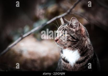 Gatti a caccia e in natura. Gatto fresco. Alla ricerca di qualcosa da cacciare. Gatto carino. Foto Stock