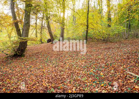 Autunno nel Cotswolds - boschi di faggio accanto al Cotswold Way lunga distanza sentiero vicino Prinknash Abbey, Gloucestershire, Inghilterra Regno Unito Foto Stock