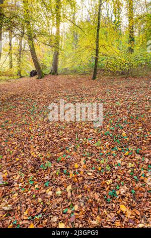 Autunno nel Cotswolds - boschi di faggio accanto al Cotswold Way lunga distanza sentiero vicino Prinknash Abbey, Gloucestershire, Inghilterra Regno Unito Foto Stock