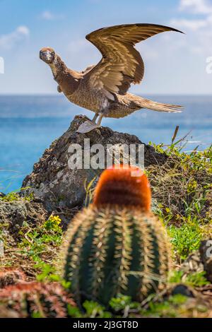 Francia, piccole Antille, Antille francesi, Saint-Martin, Riserva Naturale Nazionale, Novello marrone Booby (Sula leucogaster) e te&#768;t a l'angle&#769; cactus (Melocactus intortus) endemico alle piccole Antille e in pericolo, elencato rosso dall'Unione Internazionale per la conservazione della natura Foto Stock