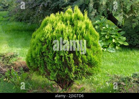 Bush di conifere sempreverdi in un parco cittadino. Giardinaggio e paesaggistica con piante e alberi decorativi verdi. Foglie di piante verdi lussureggianti in giornata di sole. Foto Stock