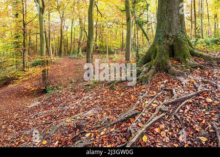 Autunno nel Cotswolds - le radici poco profonde di un faggeto nel bosco a Kites Hill vicino a Prinknash Abbey, Gloucestershire, Inghilterra Regno Unito Foto Stock