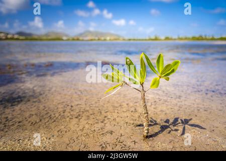 Francia, piccole Antille, Antille francesi, Saint-Martin, le Galion, Riserva Naturale Nazionale, Salines d'Orient, unico sopravvissuto dei 4.500 piantine di mangrovie rosse (Rhizophora mangle) piantati sulle rive del Salines d'Orient da bambini della scuola di Quartier d'Orléans Foto Stock