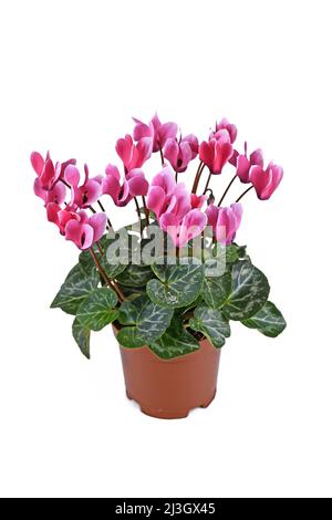 Fiori rosa in vaso 'Cyclamen persicum' su sfondo bianco Foto Stock