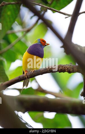 Francia, Calvados, Honfleur, Naturospace, giardino botanico e voliera, finch gouldiano (Chloebia gouldiae), anche noto come il finch di Lady Gouldian, finch di Gould o il finch arcobaleno, originario dell'Australia settentrionale Foto Stock