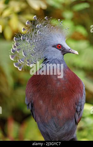 Francia, Calvados, Honfleur, Naturospazio, giardino botanico e voliera, piccione incoronato da Scheepmaker (Goura scheepmakeri), originario della Papua Nuova Guinea Foto Stock