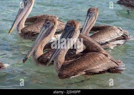 Messico, Stato di Oaxaca, Puerto Escondido e la sua spiaggia, Punta Zicatela, i pellicani bruni (Pelecanus occidentalis) coesistono e talvolta pescano anche tra surfisti e nuotatori Foto Stock