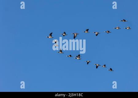 Paesi Bassi, Frisia, Parco Nazionale di Lauversmeer, oca di Barnacle (leucopsis di Branta), gruppo in volo Foto Stock