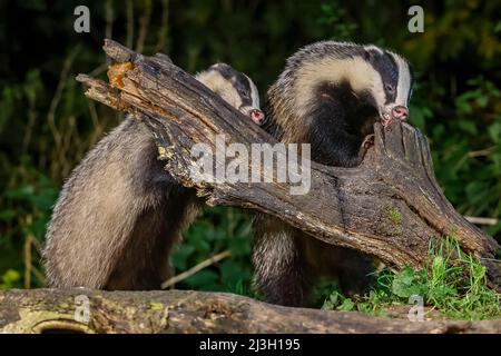 Francia, Ille et Vilaine, tasso europeo (Meles meles), in un sottobosco, su un moncone Foto Stock