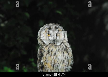 Primo piano di un bellissimo Tawny Owl arroccato su un ramo in una foresta vicino a Sligo, Irlanda. Foto Stock