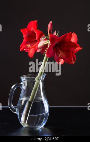 Amaryllis fiore su sfondo nero Foto Stock