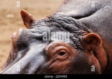 Uganda, distretto di Rubirizi, Katunguru, Parco Nazionale della Regina Elisabetta, Hippopotamus Foto Stock