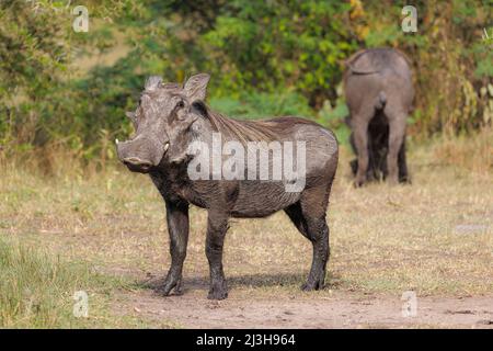 Uganda, distretto di Rubirizi, Katunguru, Parco Nazionale della Regina Elisabetta, Warthog Foto Stock