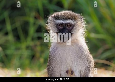 Uganda, distretto di Rubirizi, Katunguru, Parco Nazionale della Regina Elisabetta, scimmia vervet Foto Stock