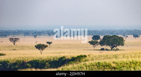 Uganda, distretto di Rubirizi, Katunguru, Parco Nazionale della Regina Elisabetta, savana Foto Stock