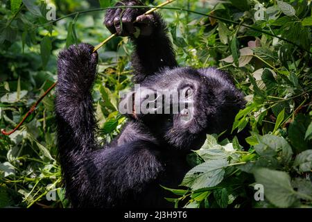 Uganda, distretto di Kanungu, Ruhija, Parco Nazionale impenetrabile di Bwindi, patrimonio mondiale dell'UNESCO, gorilla di montagna Foto Stock